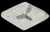 Fossil March Fly (Plecia) - Green River Formation #65108-1